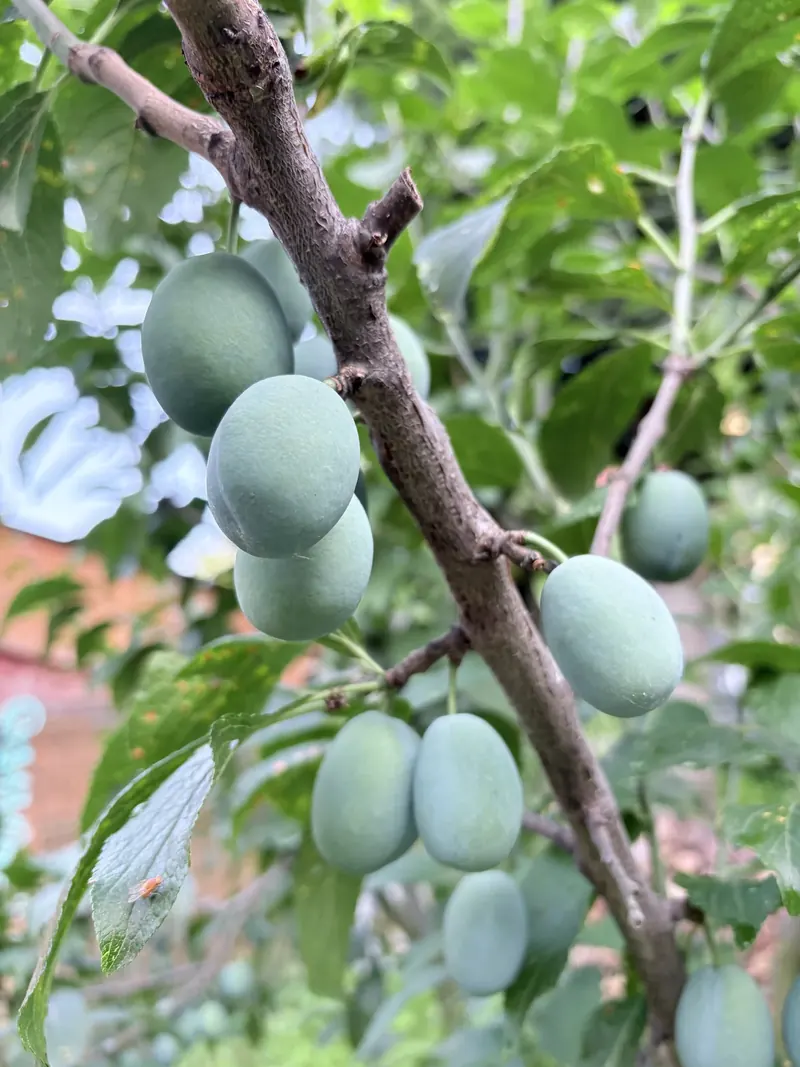 Livadă – prune